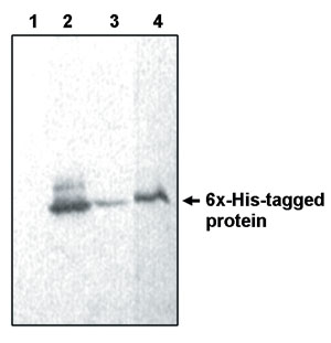 "
Western blot of His tagged protein (vector pET 30C) using Exalpha's anti-6x His antibody. (1) Whole cellular extract of BL21 (DE3) pJT4pTT9 bacteria carrying gene encoding for His-Rel E
protein (uninduced), (2) Induced, (3) Induced (1/2 dilution), (4) Purified
His-Rel E protein (~17 kDa)."